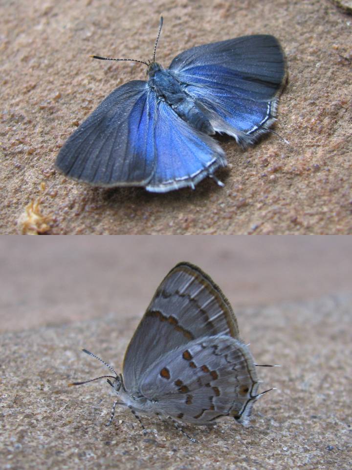 FIGURE 6d FIGURE 6d